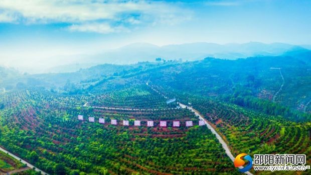 邵阳县塘坪油茶基地